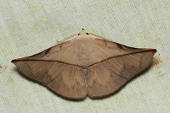 Heterospila nigripalpis