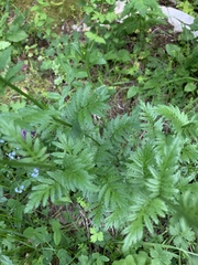 Tanacetum coccineum