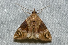 Hypena jugalis
