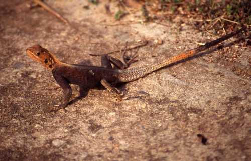 Agama agama