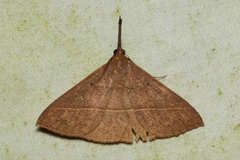 Marapana