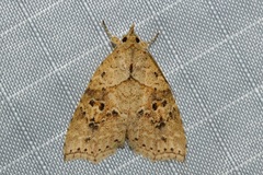 Olulis puncticinctalis