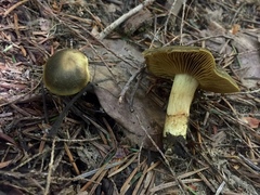 Cortinarius clandestinus