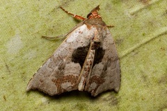 Hyperlopha discontenta