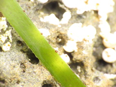 Phyllospadix serrulatus
