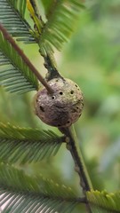 Tanaostigmatidae