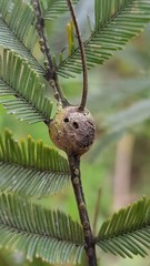 Tanaostigmatidae
