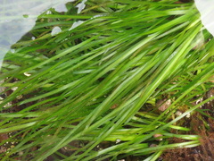 Phyllospadix serrulatus