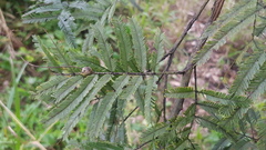 Tanaostigmatidae