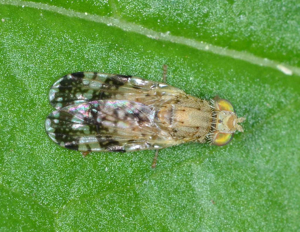 Tephritis californica