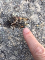 Cyphoderris