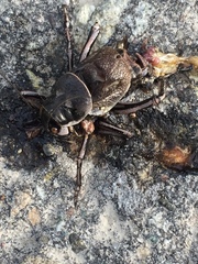 Cyphoderris