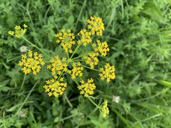 Pastinaca armena