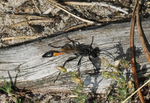 Red-belted Sand Wasp, 7991 Dwingeloo, Nederland, photo 5 of 10