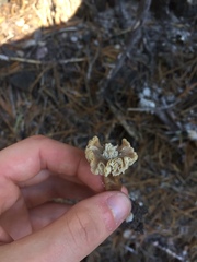 Pseudolaccaria pachyphylla