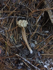 Pseudolaccaria pachyphylla