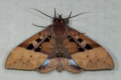 Ischyja hemiphaea