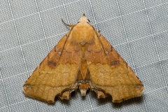 Malatrogia castanitis