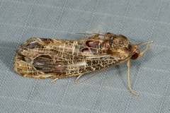 Pilipectus cyclopis