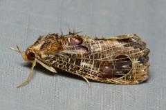 Pilipectus cyclopis