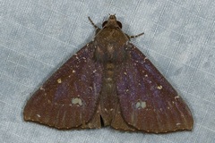 Platyja minutipuncta