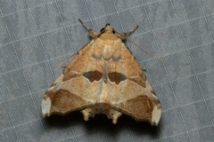 Semiothisops macariata
