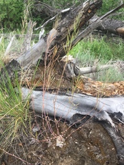Crucihimalaya bursifolia