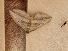 Orthonama vittata