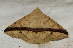Ugia eugrapha