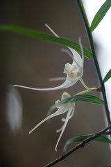 Dendrobium camaridiorum