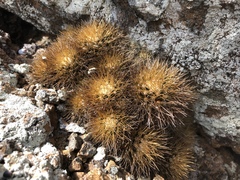 Mammillaria nivosa