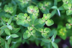 Euphorbia verrucosa