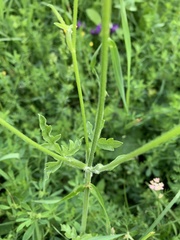 Pastinaca armena