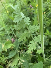 Pastinaca armena