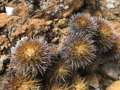 Mammillaria nivosa
