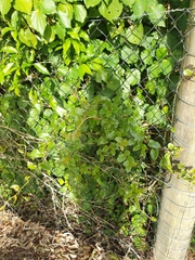 Muehlenbeckia complexa grandifolia