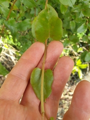 Muehlenbeckia complexa grandifolia