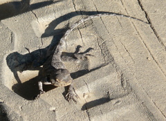 Agama kirkii
