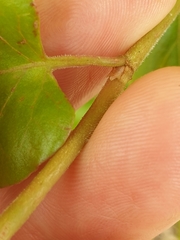 Muehlenbeckia complexa grandifolia