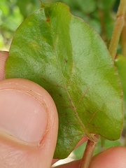 Muehlenbeckia complexa grandifolia