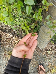 Muehlenbeckia complexa grandifolia