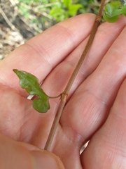 Muehlenbeckia complexa grandifolia
