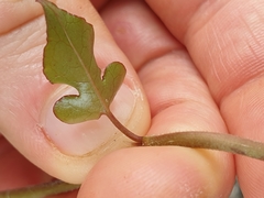 Muehlenbeckia complexa grandifolia