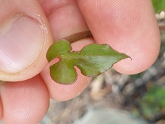 Muehlenbeckia complexa grandifolia
