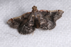 Scenedra decoratalis