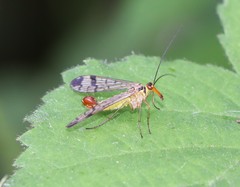 Panorpa cognata