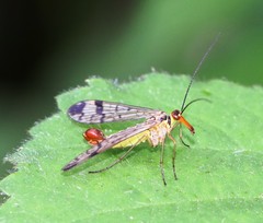 Panorpa cognata