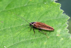 Ectobius sylvestris