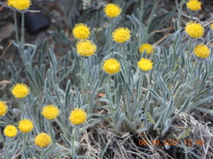 Erigeron aphanactis