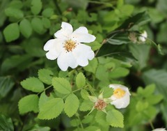 Rosa arvensis
